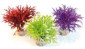 Sydeco Coloured Water Fern Height Aquarium Plant
