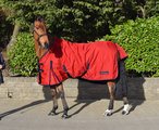 Trilanco Whitaker Rastrick Turnout Rug for Horses 0 Gm Red