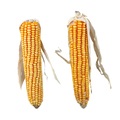 Trixie Maize Cobs with Husk