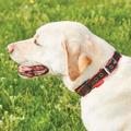 Weatherbeeta Therapy-tec Dog Collar