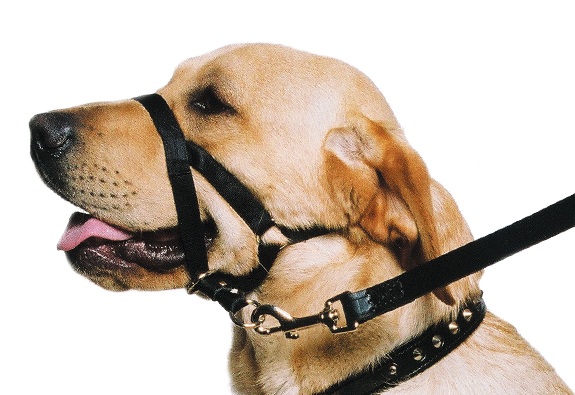 Ancol Training Halter for Dogs