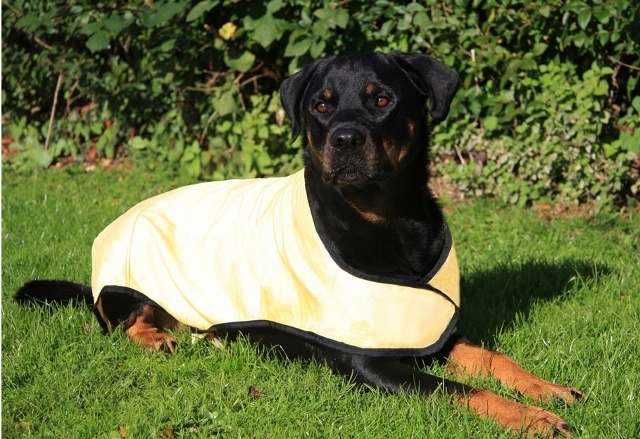 Prestige Pet Products Dog Cooling Coat