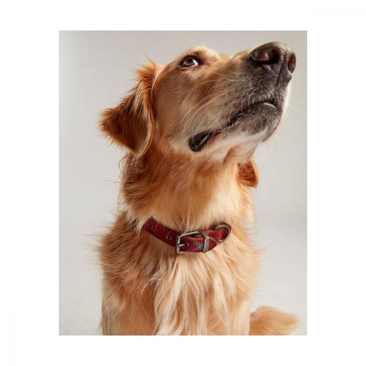 Joules Heritage Tweed Leather Collar