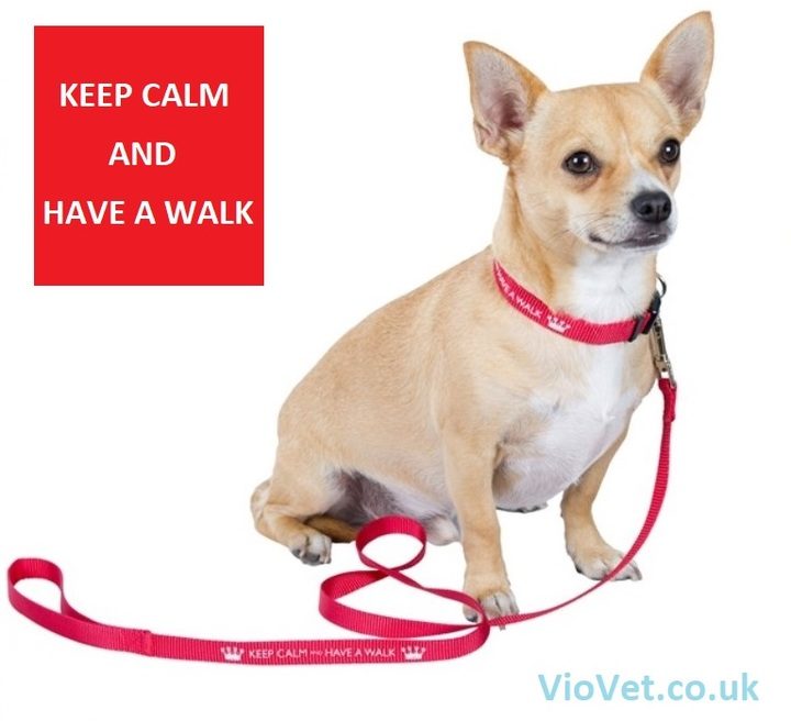 Keep Calm and Have a Walk Nylon Dog Lead