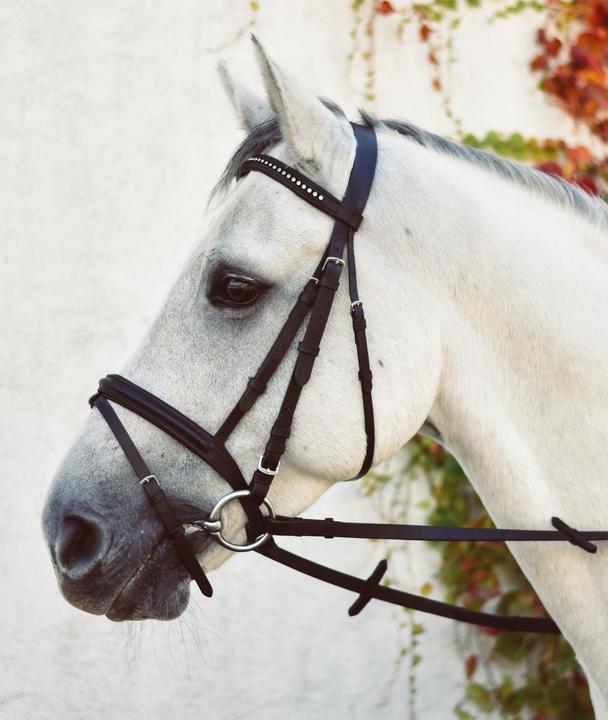 Mackey Equisential Bling Bridle