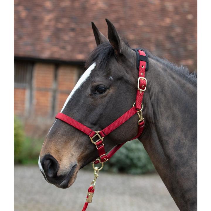Mark Todd Deluxe Padded Headcollar with Leadrope Red