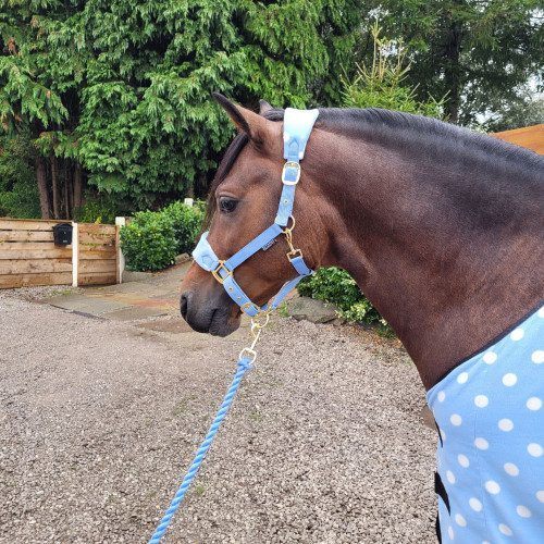 Supreme Products Dotty Fleece Head Collar & Lead Rope for Horses Beautiful Blue