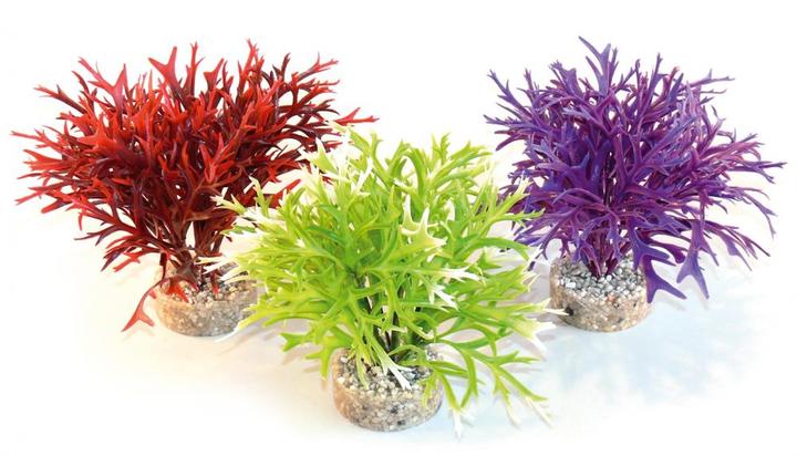 Sydeco Coloured Water Fern Height Aquarium Plant