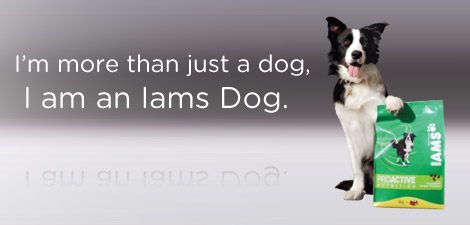Picture of an Iams Dog