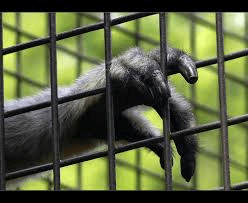should animals be kept in captivity debate