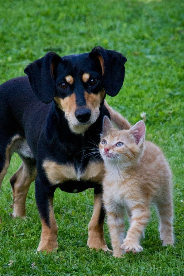 How to introduce your dog to other pets: Part 1, cats