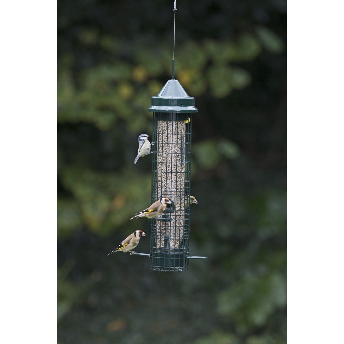 Jacobi Jayne Squirrel Buster Classic Bird Feeder VioVet.co.uk