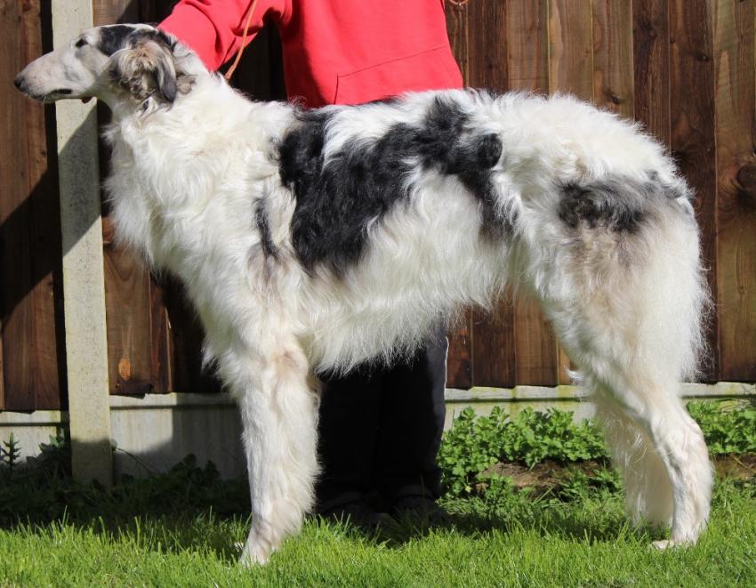 Borzoi | Facts and Information | VioVet