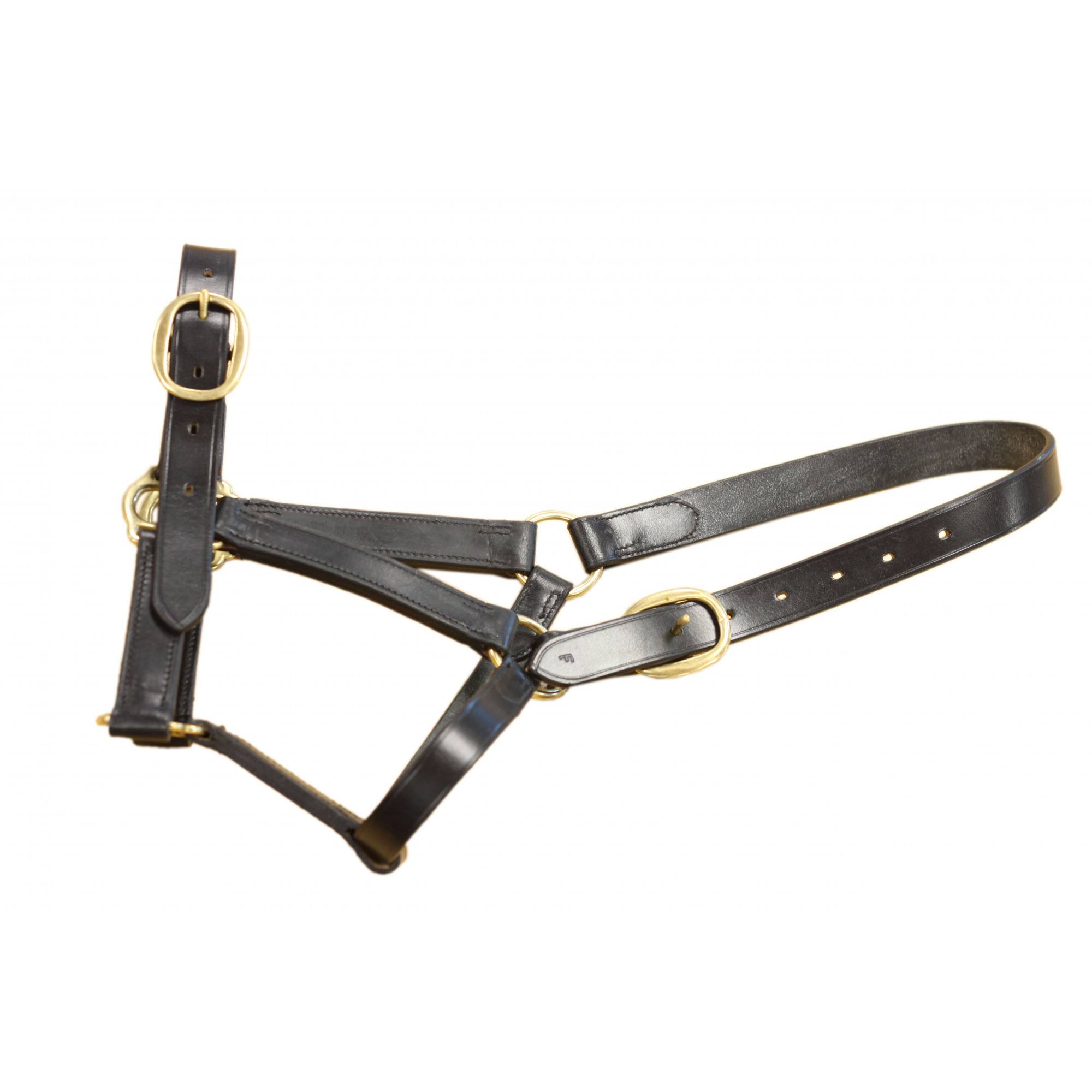 Foal » Black