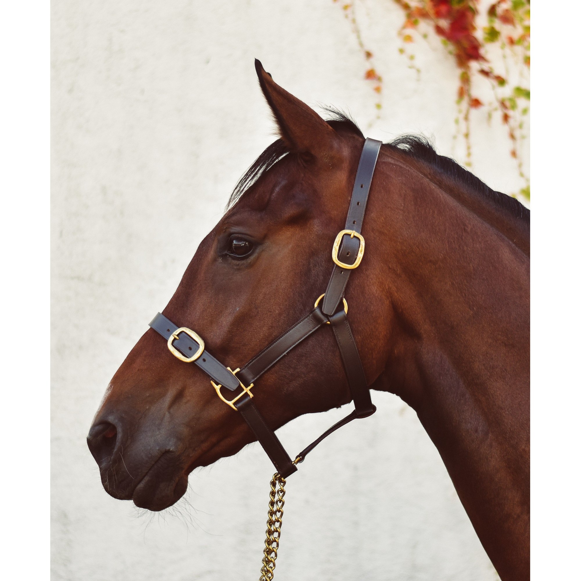 Weanling » Brown