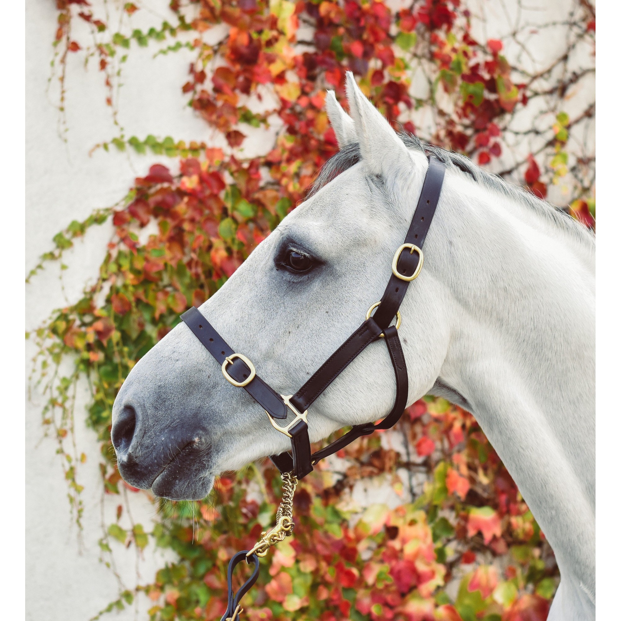 Mackey Equisential Leather Headcollar - Pony - Black