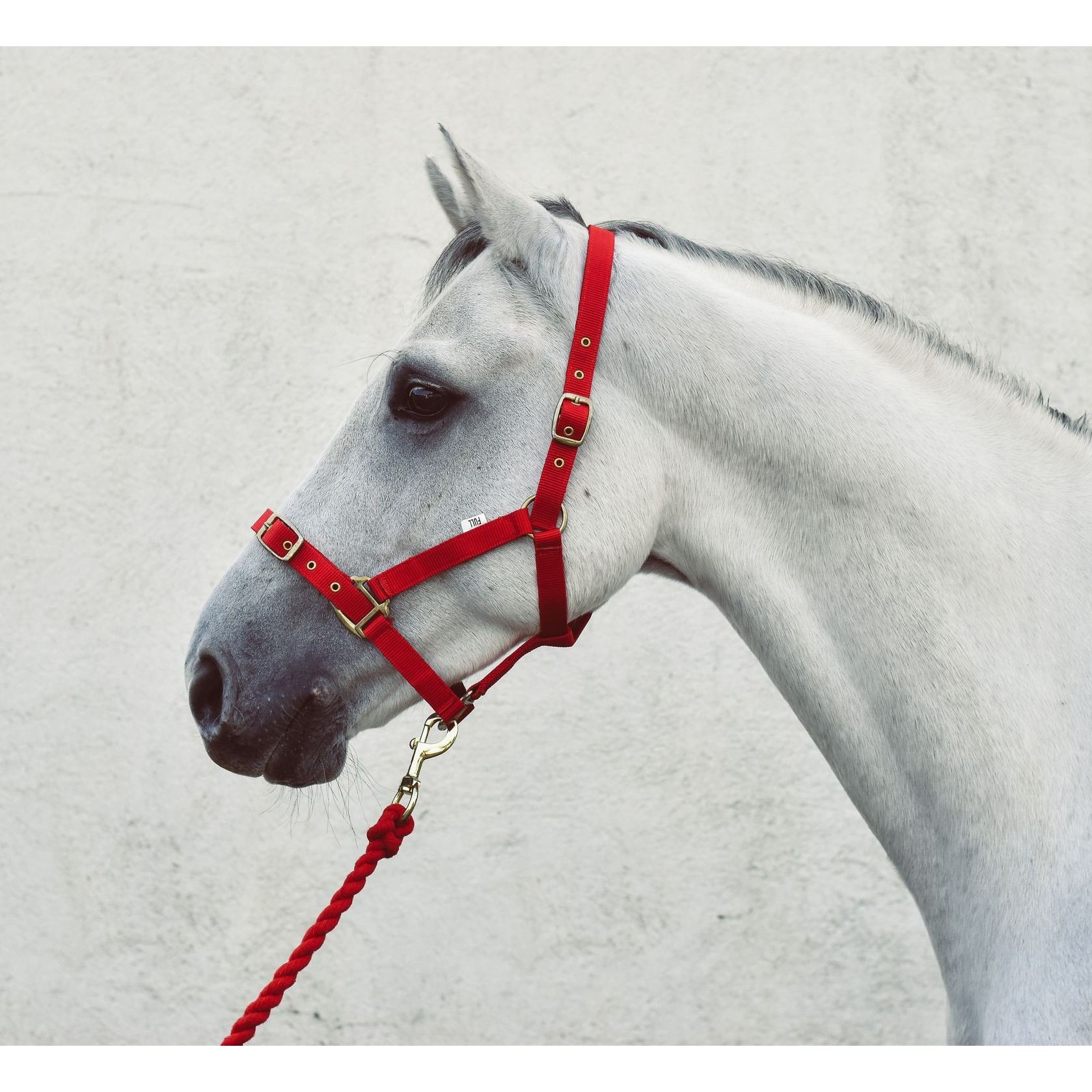 Foal » Red