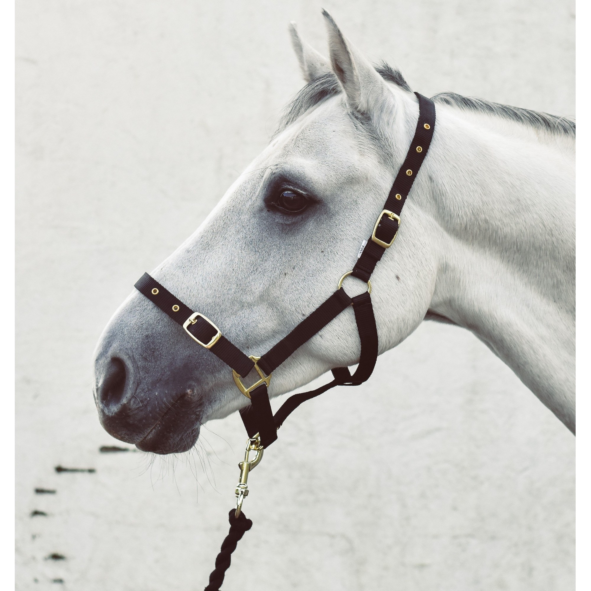 Mackey Economy Webbing Headcollar - Pony - Navy