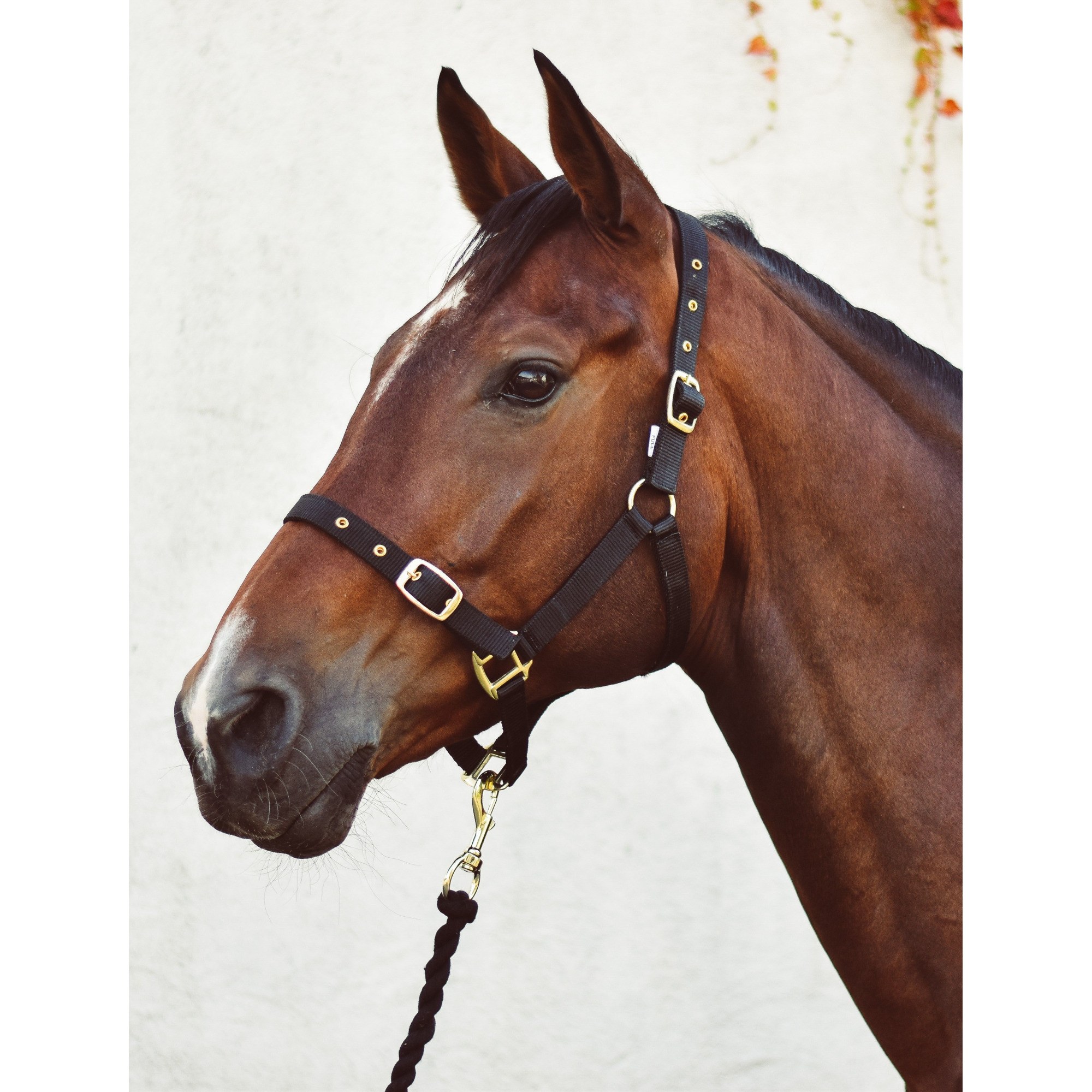 Pony » Black