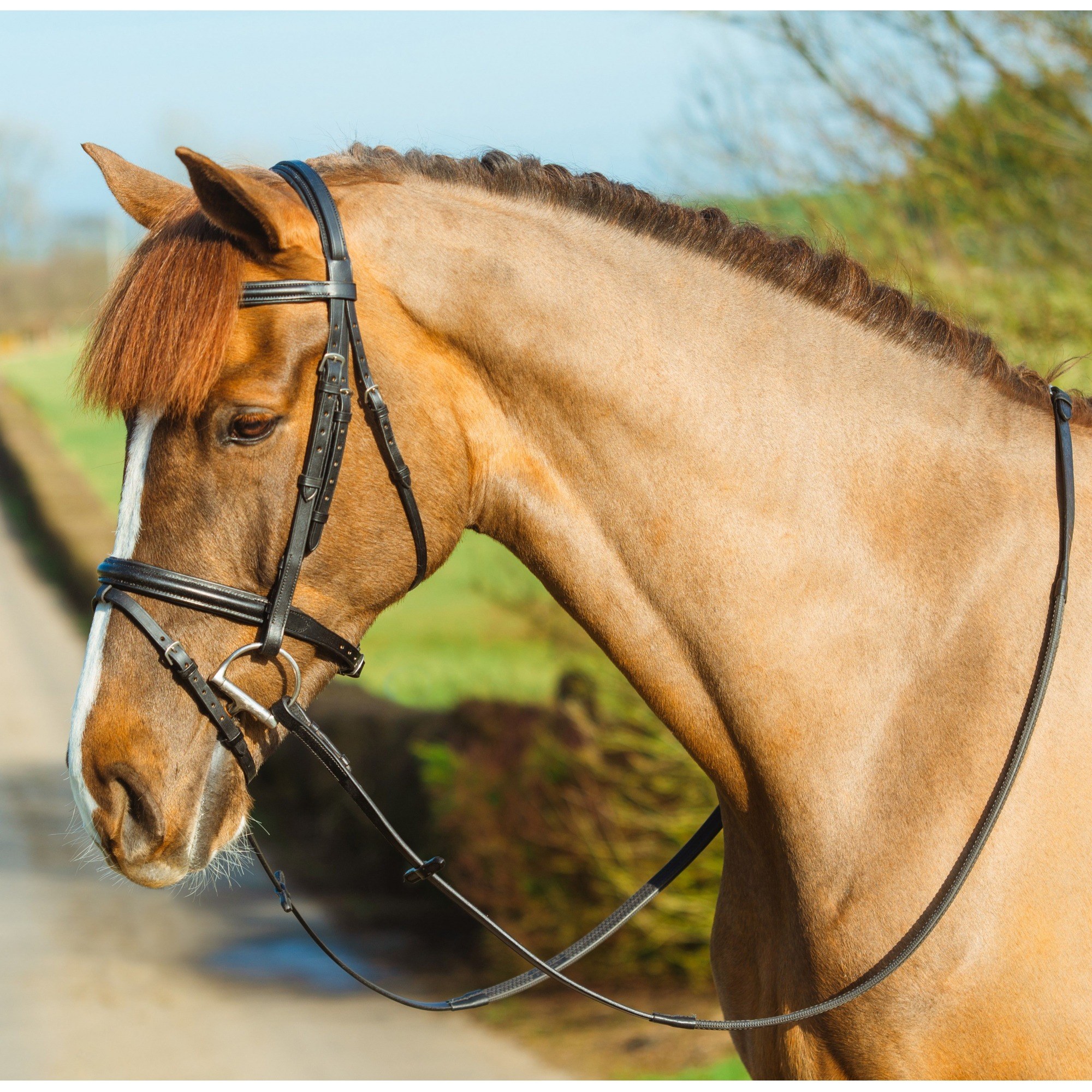 Agrihealth Classic Padded Flash Bridle - Pony Black