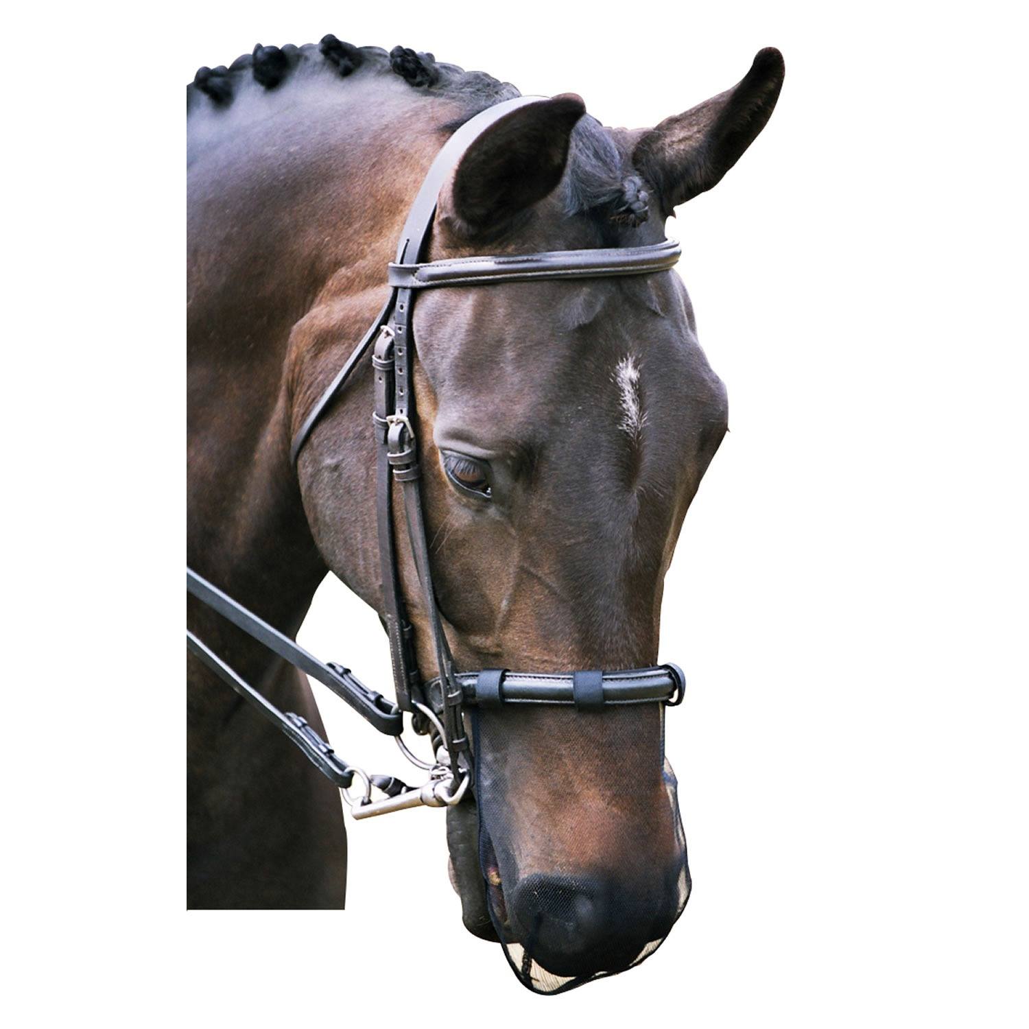 Cob/Horse