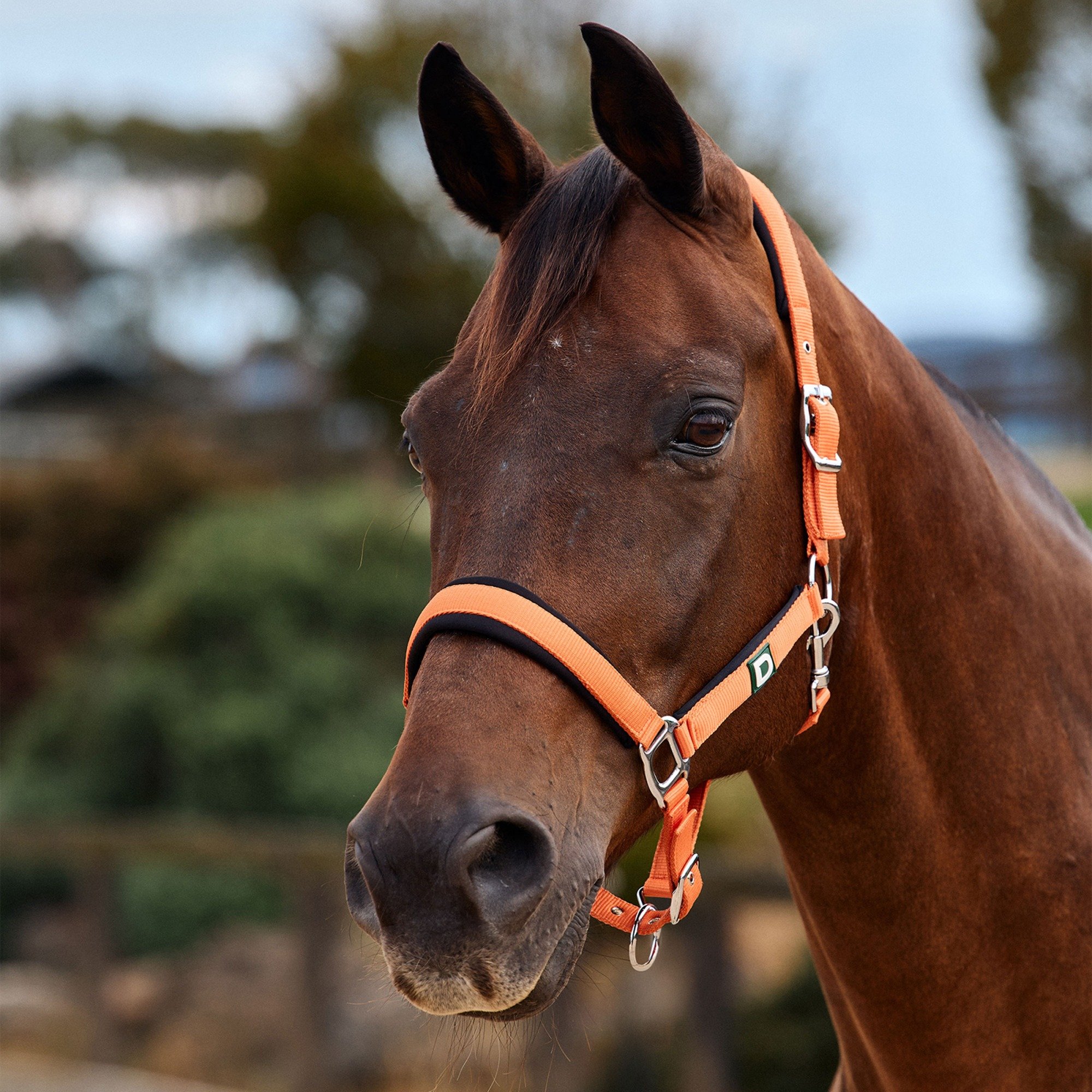 Orange » Pony