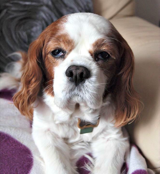 Cavalier King Charles Spaniel Facts and Information VioVet