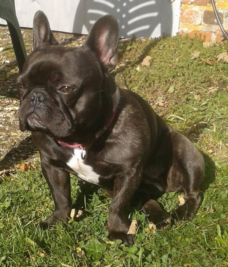 French Bulldog Facts and Information VioVet