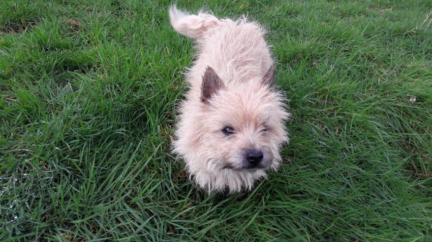 Cairn Terrier - Facts and Information - VioVet