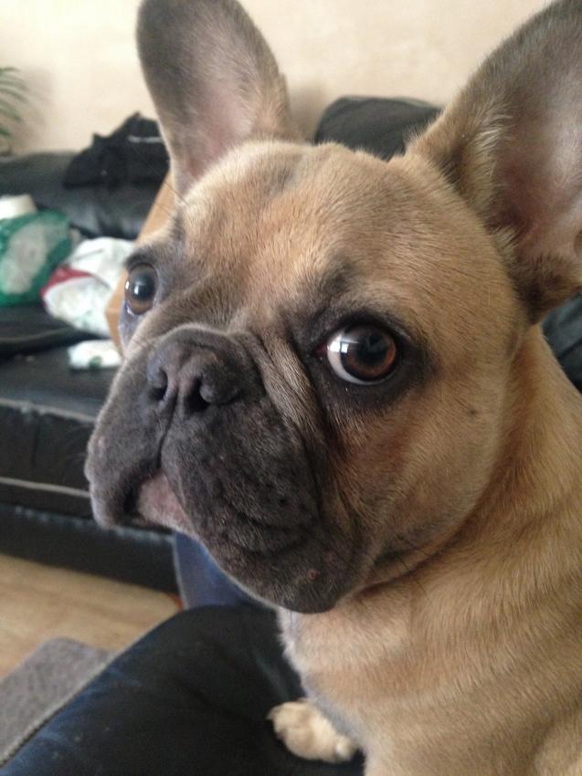 French Bulldog Facts and Information VioVet